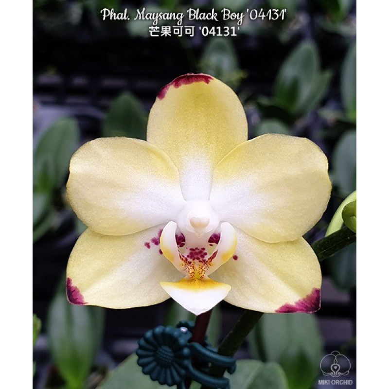 Орхiдея Phal. Maysang Black Boy 04131 - купити, доставка Україна